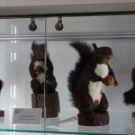 Esemplari imbalsamati di scoiattolo nero calabrese